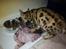 Bengal Piramocats Aya