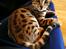 Bengal Piramocats Aya