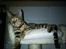 Bengal Piramocats Aya