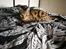Bengal Piramocats Aya