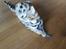 Bengal Piramocats Aya