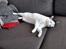 Huskat Laurits RIP