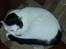Huskat Laurits RIP