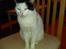 Huskat Laurits RIP