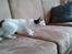 Huskat Laurits RIP