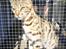 Bengal Piramocats Aya