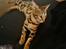 Bengal Piramocats Aya