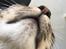 Huskat Sinus