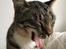 Huskat Sinus