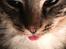 Huskat Sinus