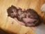 Lykoi Sin Sin Mooncatspl