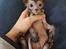 Lykoi Sin Sin Mooncatspl
