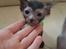 Lykoi Sin Sin Mooncatspl
