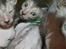 Lykoi Sin Sin Mooncatspl