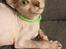 Lykoi Sin Sin Mooncatspl