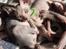Lykoi Sin Sin Mooncatspl