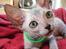Lykoi Sin Sin Mooncatspl