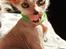 Lykoi Sin Sin Mooncatspl