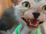 Lykoi Sin Sin Mooncatspl