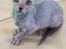 Lykoi Sin Sin Mooncatspl