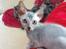 Lykoi Sin Sin Mooncatspl
