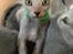 Lykoi Sin Sin Mooncatspl