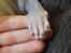 Lykoi Sin Sin Mooncatspl