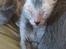 Lykoi Sin Sin Mooncatspl