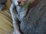 Lykoi Sin Sin Mooncatspl