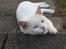 Huskat Trippe 