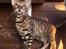 Toyger Tigervision’s Altaica “Monty”