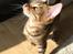 Toyger Tigervision’s Altaica “Monty”