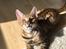 Toyger Tigervision’s Altaica “Monty”