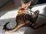 Toyger Tigervision’s Altaica “Monty”