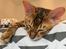Toyger Tigervision’s Altaica “Monty”