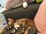 Toyger Tigervision’s Altaica “Monty”