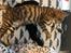 Toyger Tigervision’s Altaica “Monty”