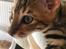 Toyger Tigervision’s Altaica “Monty”