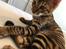 Toyger Tigervision’s Altaica “Monty”