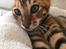 Toyger Tigervision’s Altaica “Monty”