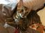Toyger Tigervision’s Altaica “Monty”