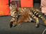 Toyger Tigervision’s Altaica “Monty”