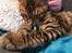 Toyger Tigervision’s Altaica “Monty”