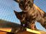 Toyger Tigervision’s Altaica “Monty”