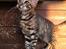 Toyger Tigervision’s Altaica “Monty”