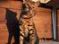 Toyger Tigervision’s Altaica “Monty”