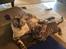 Toyger Tigervision’s Altaica “Monty”