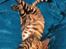 Toyger Tigervision’s Altaica “Monty”