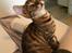 Toyger Tigervision’s Altaica “Monty”