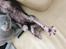 Lykoi Sin Sin Mooncatspl